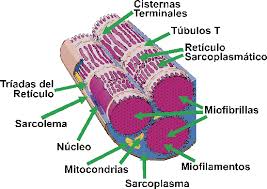 Resultado de imagen para tubulos transversos musculo