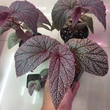 Image result for Begonia wollastonii