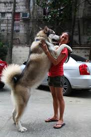 Expectativas fisiológicas de los perros (perro adulto, perrito senior, cachorro en crecimiento, perro esterilizado, perrito deportivo, etc.). 61 Ideas De Alaska Malamute Perros Perro Collie Mascotas