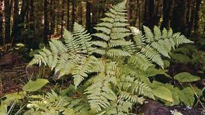 Image result for Ophioglossaceae