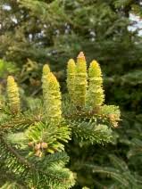 Image result for Rytidosperma davyi