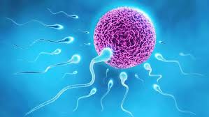 Sperma untuk masker muka biar tambah cetar. Spermatogenesis Peringkat Dan Skim Gangguan Dan Cara Merangsang Pengeluaran Sperma