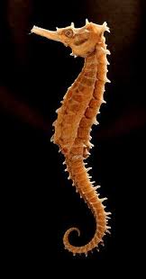 Seahorses Photo Seahorses Sea Animals Seahorse Beautiful Sea Creatures