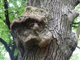 Increment borer(tree borer, pressler borer) a tool that is used to increment borer. a dictionary of ecology. The Casebook Of Dr D R Slater