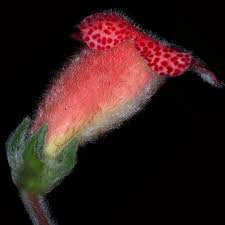 Image result for Kohleria