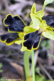 Image result for Ophrypetalum