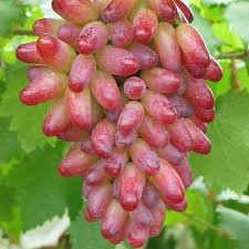 Check spelling or type a new query. Jual Bibit Anggur Mf Bibit Anggur Manicure Finger Bibit Anggur Jari Kab Grobogan Sanuri Grape Tokopedia