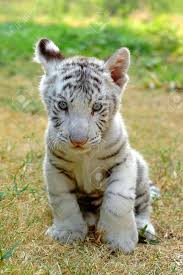 Baby white tiger white tiger cubs white bengal tiger white tigers white lions beautiful cats animals beautiful white tiger pictures tiger love. Baby White Tiger In Chiang Mai Night Safari Thailand Stock Photo Picture And Royalty Free Image Image 6863528