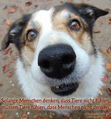Lustige hunde bilder mit sprüchen kostenlos für whatsapp. Homepage Hund Hundebilder Mit Spruchen Hundespruche