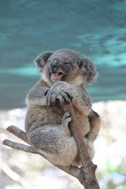 1000 x 1000 gif pixel. 33 Ideeen Over Koala Klas Koala Dieren Koala Knutselen