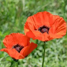 Use the highest win rate core & situational items to rank up now! Brilliant Oriental Poppy Papaver Orientale Brilliant High Country Gardens