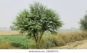 Image result for Pithecellobium dulce