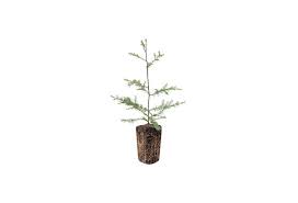 It originally aired on abc december 8, 2002. A Charlie Brown Christmas Tree That Can Change Your Life Gardenista