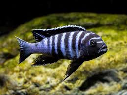 Image result for Microchloa afra