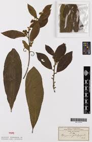 Image result for Hugonia platysepala