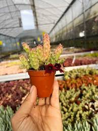 Image result for Orbea melanantha