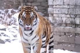 Omaha's Henry Doorly Zoo and Aquarium