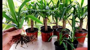 Yucca plants have the appearance of palm trees, so growing them in your backyard or indoors can create a tropical look. How To Propagate Yucca Plant From Cutting Youtube