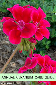 Keep the geranium cuttings moist at all times, never letting the cuttings dry out. Geranium Care How To Grow Annual Geraniums Pet Scribbles