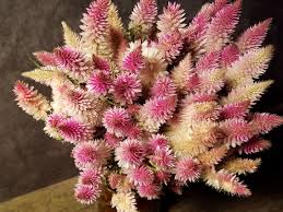 Image result for Celosia elegantissima