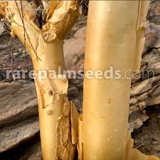 Image result for Euphorbia guerichiana