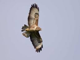Use them in commercial designs under lifetime, perpetual & worldwide rights. The Buzzard Saga