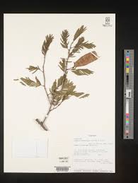 Image result for Acacia adenocalyx