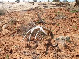 Want to find more shed deer antlers? Who Is The Antler Man And What Does He Do Gohunt