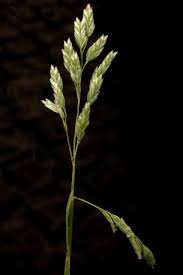 Image result for Poa binata