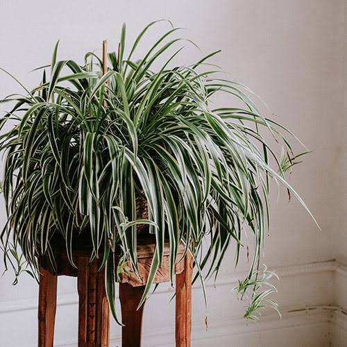 Dusty spider plant