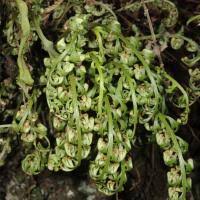 Image result for Asplenium theciferum