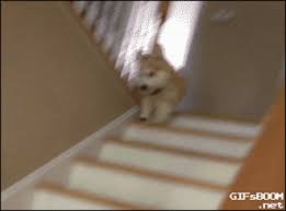 Maybe you would like to learn more about one of these? Pin De Shannon Grimsley Em Dog Gif Animais Fofos Engracados Caes Bonitos Fotos De Animais Engracados