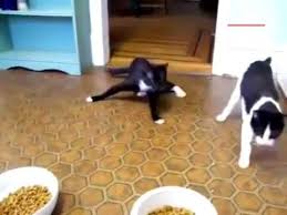 Anestezi Etkisi Kedi Cat Katze Anasthesie Youtube