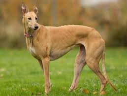 Pies Greyhound Hodowla Cena Szczeniaki Opis Rasy
