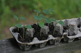 Companion Planting For Okra Insteading