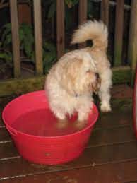 Looking for a puppy or dog in salem, oregon? Adoptable Dogs In Salem Oregon Home Facebook