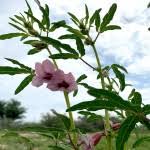 Image result for Sesamum angolense