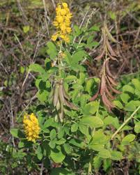 Image result for Crotalaria polysperma