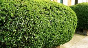 20 Plantes Brise Vue Qui Vont Transformer Votre Jardin Plante Brise Vue Brise Vue Amenagement Paysager Devant Maison