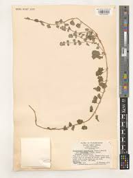 Image result for Dicerocaryum eriocarpum