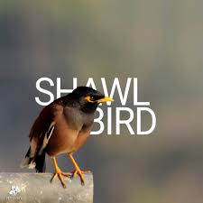 Shawl Bird Common Birds Bird Breeds Bird