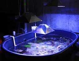 To clean a horse trough, start by emptying it completely. Show Me Your Rubbermaid Stock Tank Reef2reef Saltwater And Reef Aquarium Forum