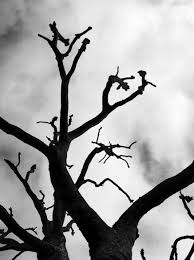 torpedo the ark: Reflections Beneath an Old Tree at Halloween