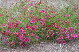 Similer to the other two, the 'show stopper' is a sexual maneuver made on the female of the homo sapien sapien species by either a male or. Mt Cuba Center Coreopsis Show Stopper Mt Cuba Center