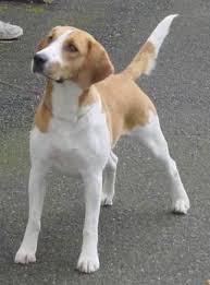 Image result for Harrier dog