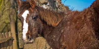Managing Equine Cushing S Disease The Horse