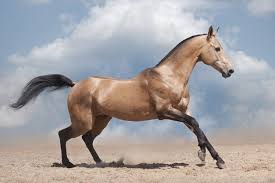 Maybe you would like to learn more about one of these? 15 Most Beautiful Horse Breeds In The World With Pictures Pet Keen