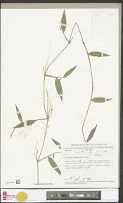 Image result for Isachne buettneri