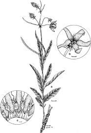 Image result for Raphionacme monteiroae