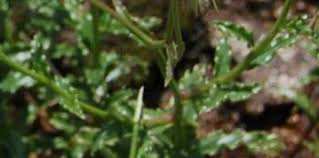 Image result for Wahlenbergia capitata